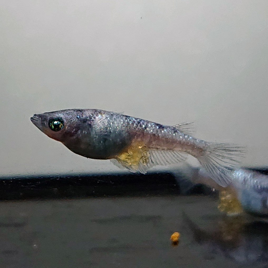 【現物】和墨白銀　両眼アースアイ　2ペア　3770