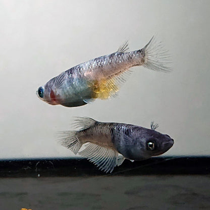 【現物】和墨白銀　両眼アースアイ　2ペア　3770