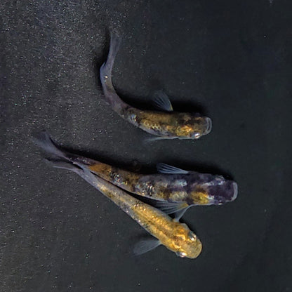 【現物】和墨白銀三色　3匹　オス2メス1　3771