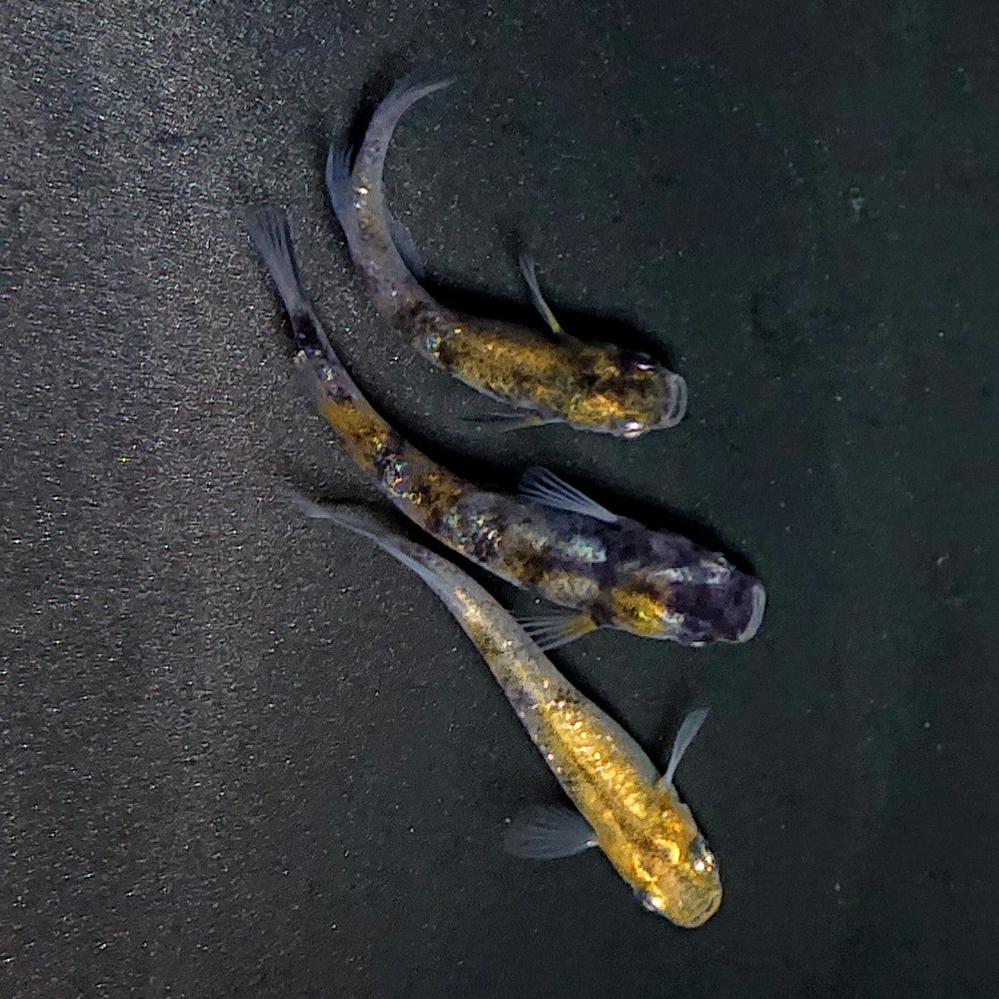 【現物】和墨白銀三色　3匹　オス2メス1　3771