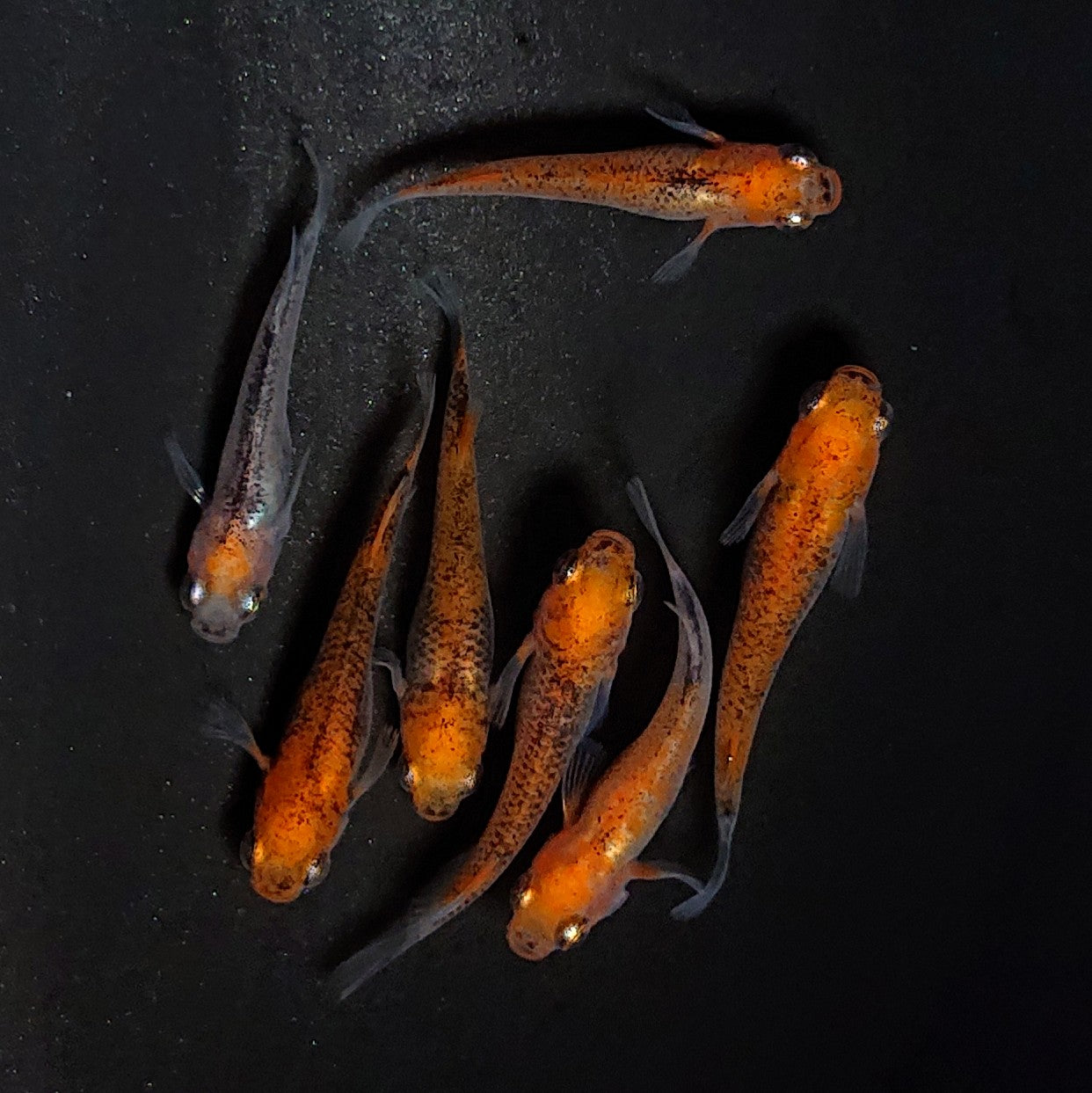 【現物】来光変わり柄　7匹　オス3メス4　3776