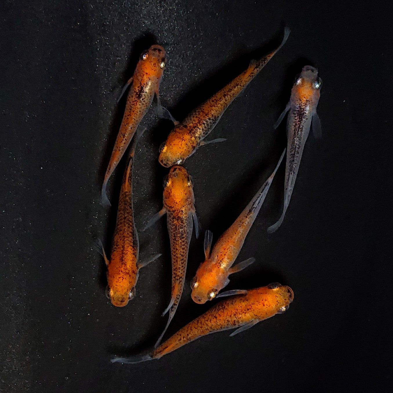 【現物】来光変わり柄　7匹　オス3メス4　3776