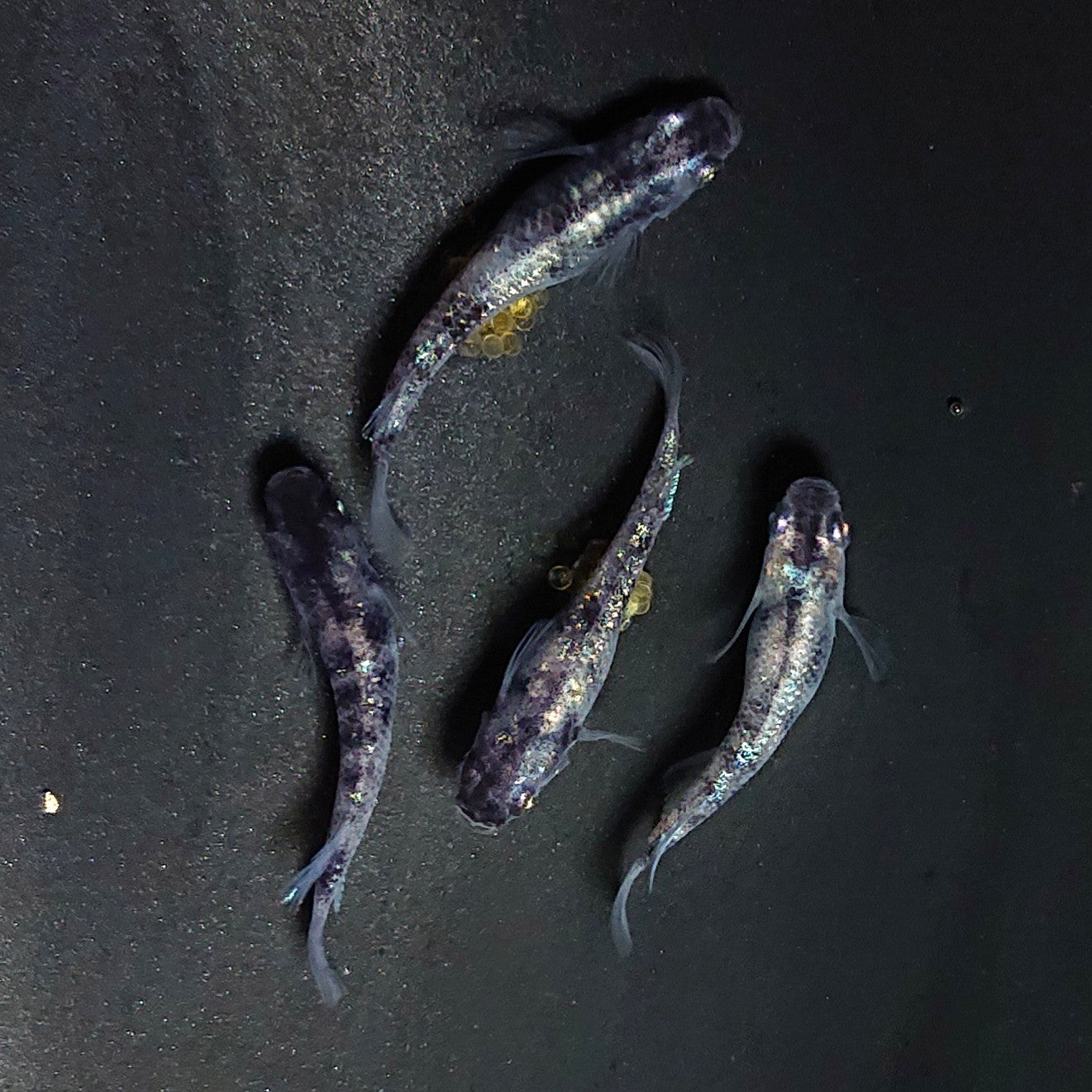 【現物】和墨白銀　両眼アースアイ　2ペア　3770