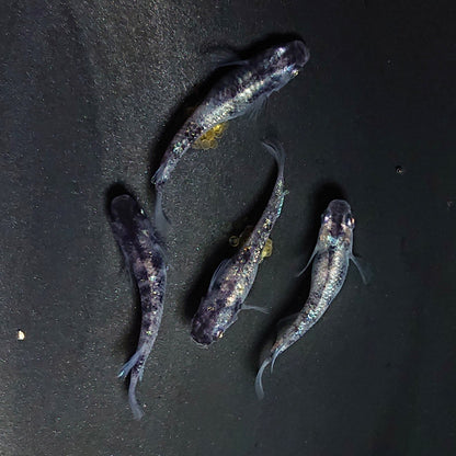 【現物】和墨白銀　両眼アースアイ　2ペア　3770