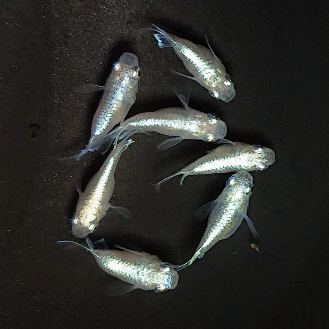 【現物】エンゼル　7匹　オス4メス3　3782