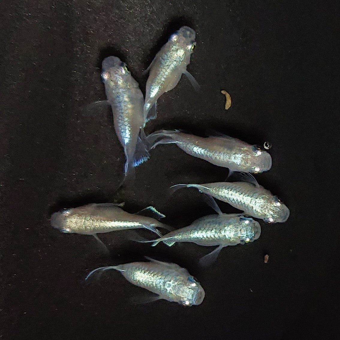 【現物】エンゼル　7匹　オス4メス3　3782