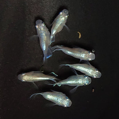 【現物】エンゼル　7匹　オス4メス3　3782