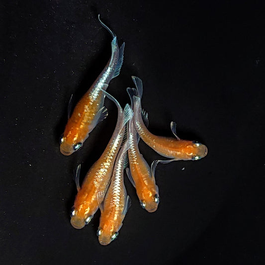 【いぶきの日】深紅のデーンモルフォキッシングΩ　5匹＋保障1匹セット　3767