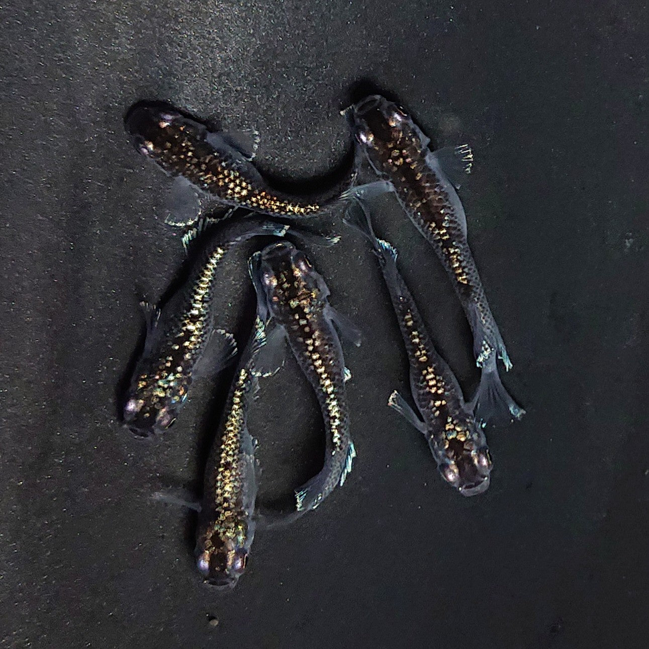 【現物】ミッドナイトフリル ラメtype　3ペア　3779