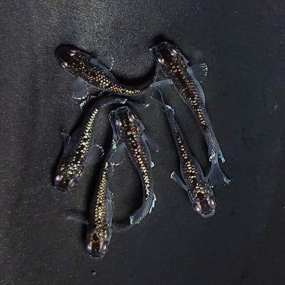 【現物】ミッドナイトフリル ラメtype　3ペア　3779