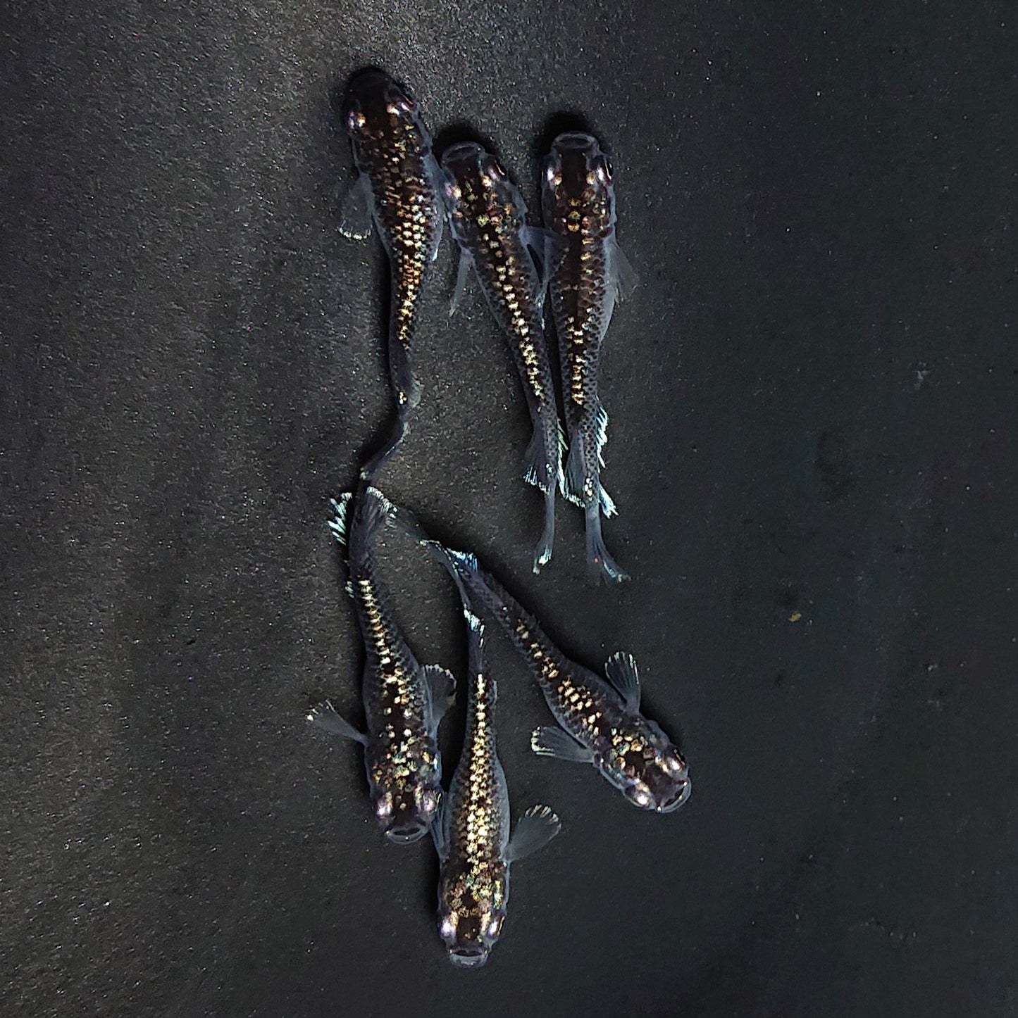 【現物】ミッドナイトフリル ラメtype　3ペア　3779