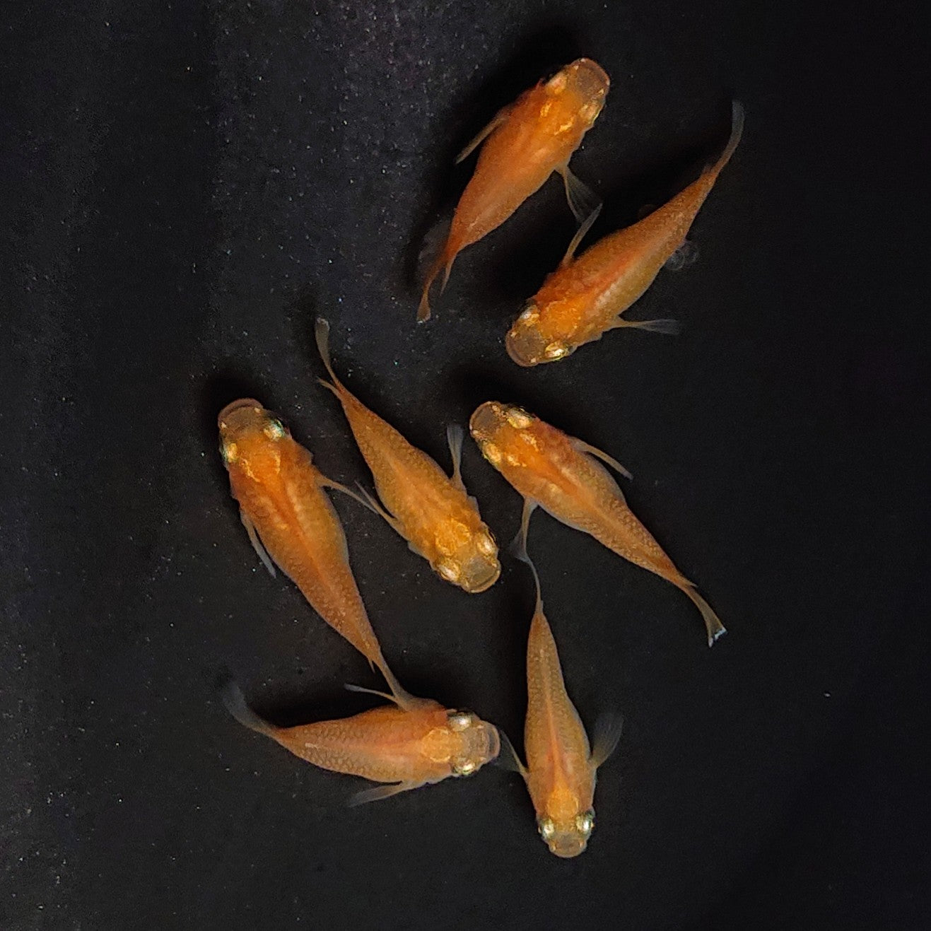 【現物】紅帝だるま　7匹　オス3メス4　3781