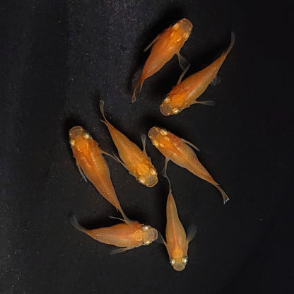 【現物】紅帝だるま　7匹　オス3メス4　3781