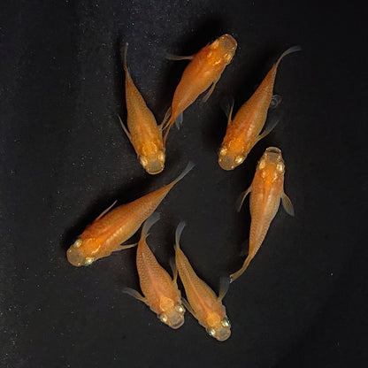 【現物】紅帝だるま　7匹　オス3メス4　3781