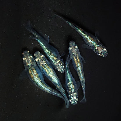 【現物】ゴジラ　6匹　オス2メス4　3778