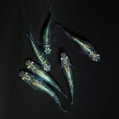 【現物】ゴジラ　6匹　オス2メス4　3778