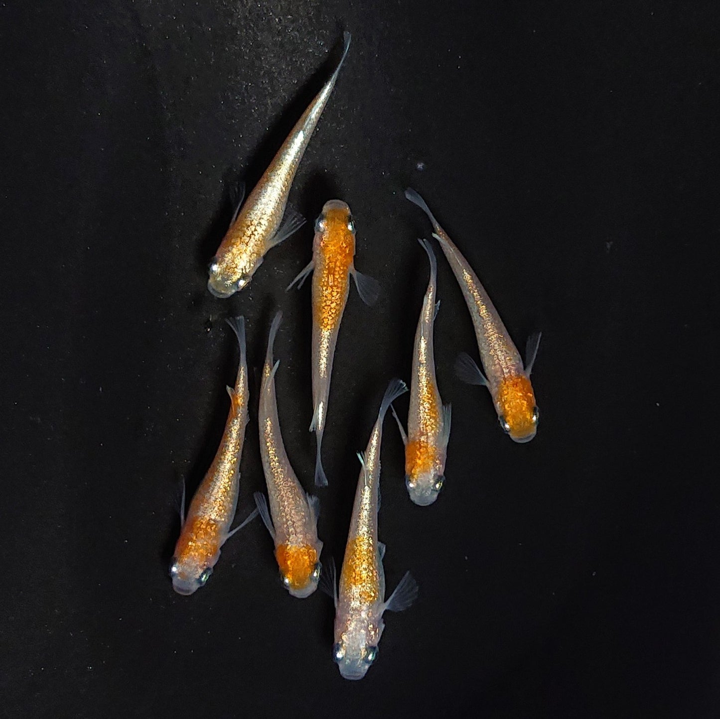 【現物】紅白ヒミツヘイキ　7匹　オス4メス3　3783