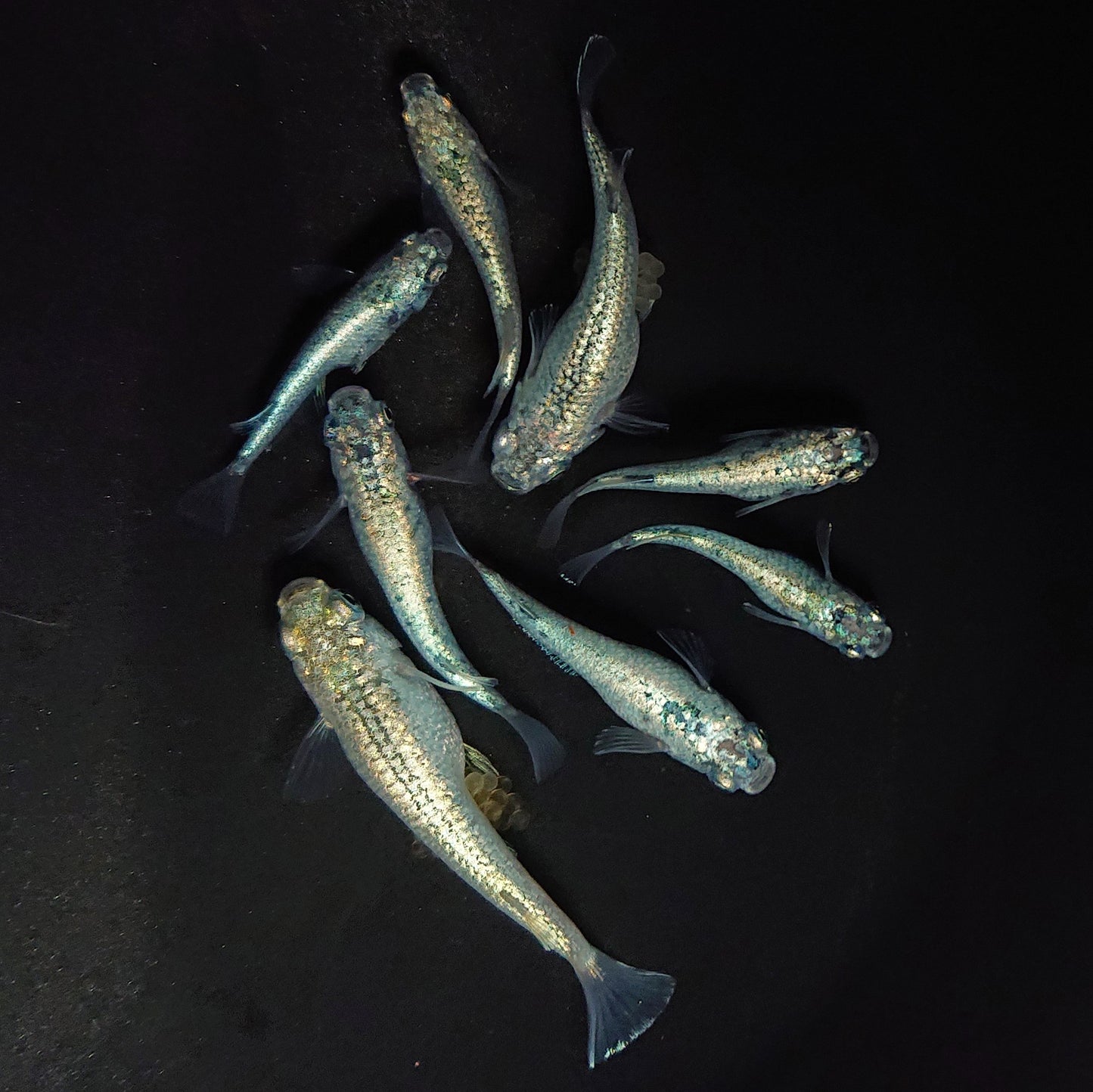 【現物】レックウザ メタルtype　8匹　オス3メス5　3780