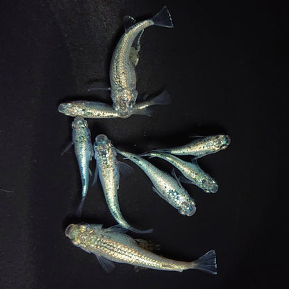 【現物】レックウザ メタルtype　8匹　オス3メス5　3780