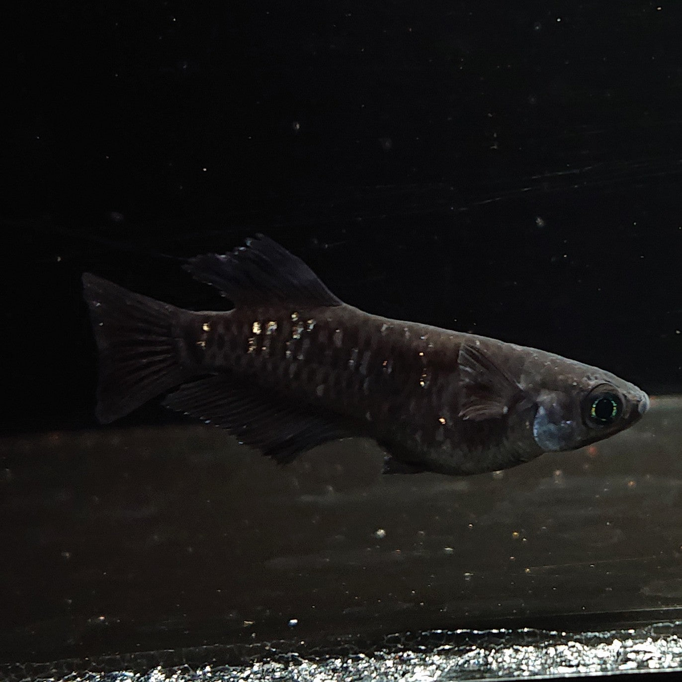 【現物】ウロボロス漆黒　2ペア　3790