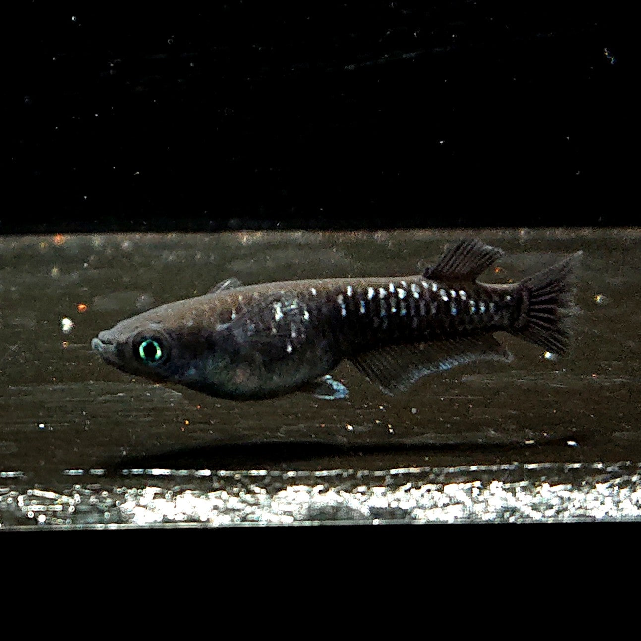 【現物】ウロボロス漆黒　2ペア　3790