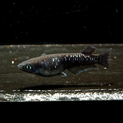 【現物】ウロボロス漆黒　2ペア　3790