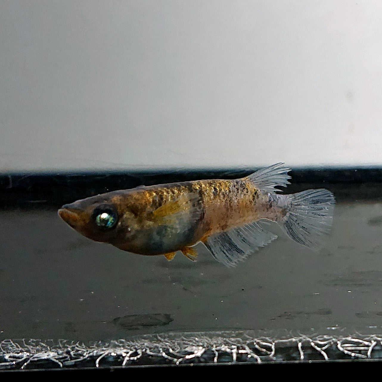 【現物】【上物】和墨白銀三色 両眼アースアイ　3匹　オス2メス1　3785