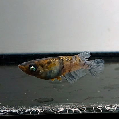 【現物】【上物】和墨白銀三色 両眼アースアイ　3匹　オス2メス1　3785