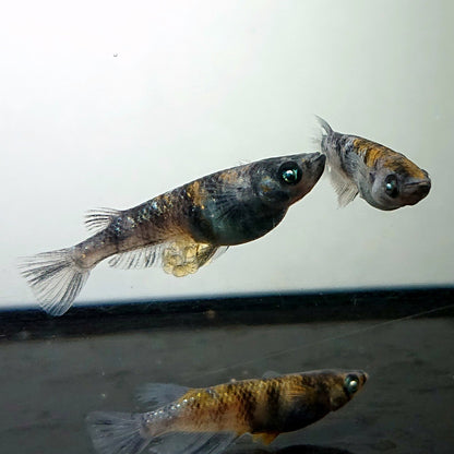 【現物】【上物】和墨白銀三色 両眼アースアイ　3匹　オス2メス1　3785