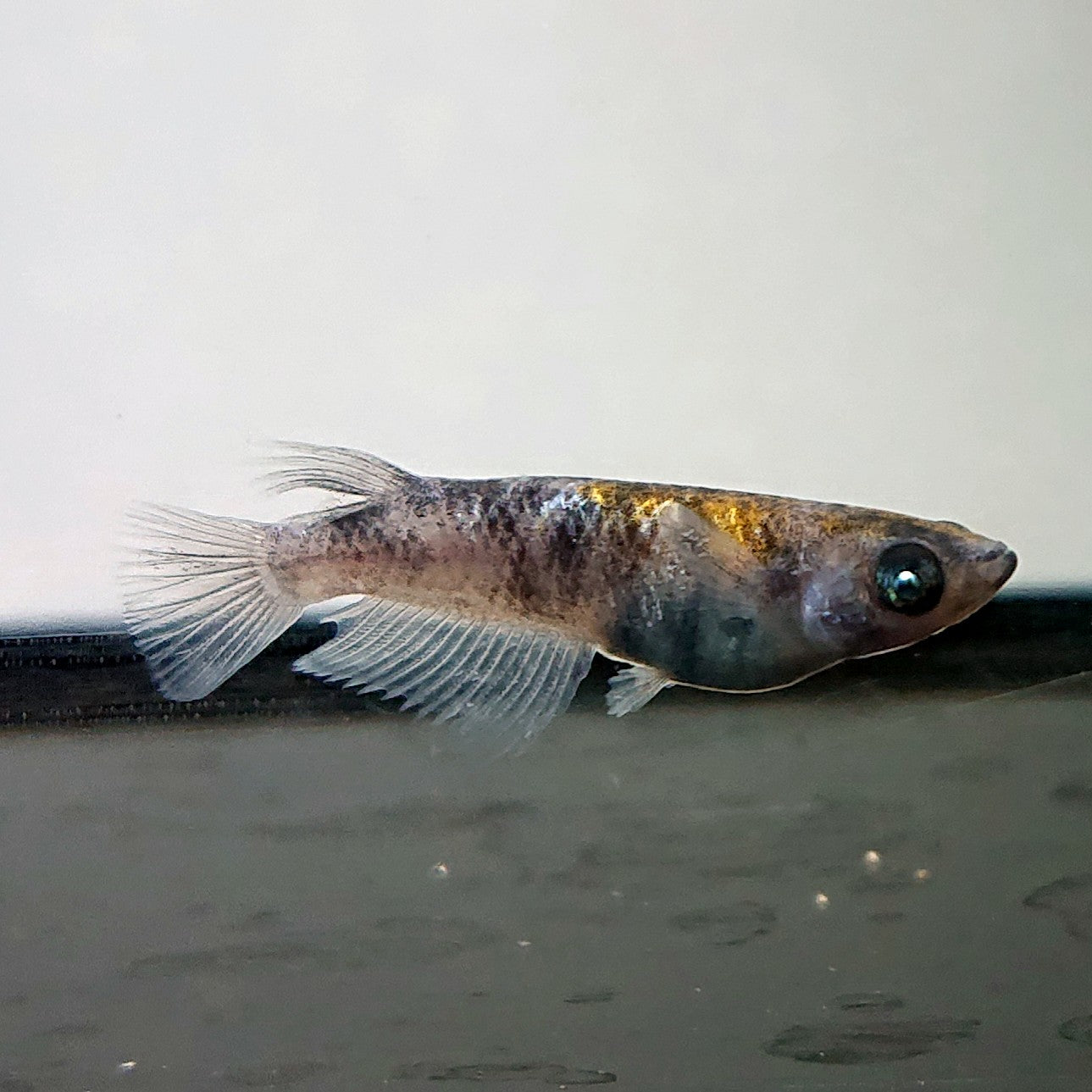 【現物】【上物】和墨白銀三色 両眼アースアイ　3匹　オス2メス1　3785