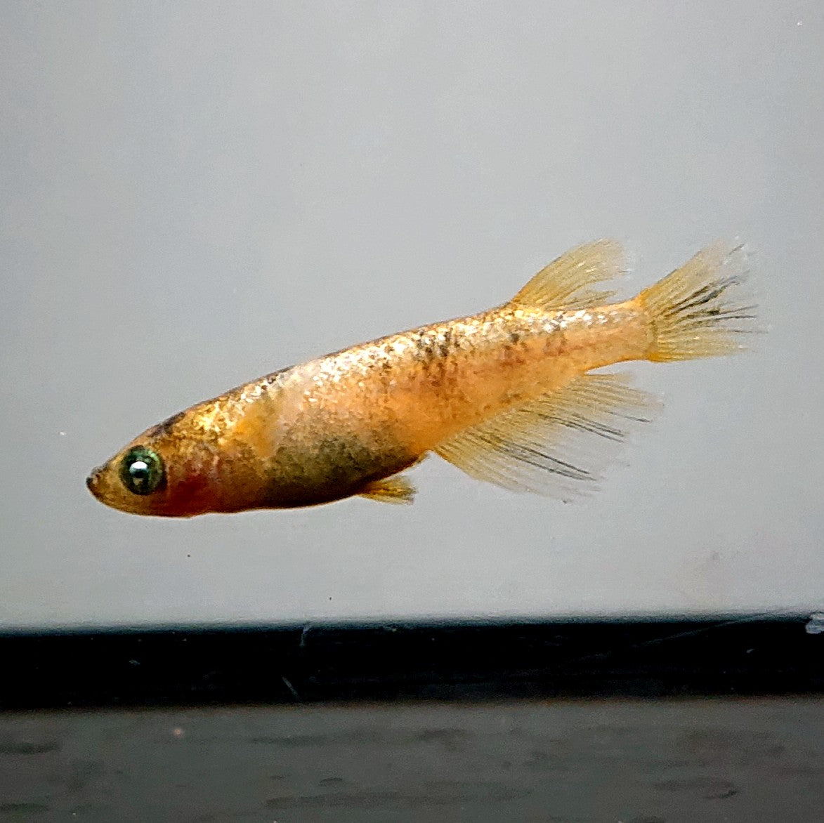 【現物】金閣　2ペア　メス個体スワロー発現　3787