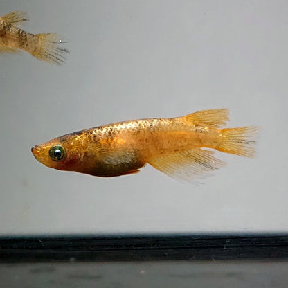 【現物】金閣　2ペア　メス個体スワロー発現　3787