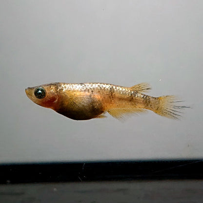 【現物】金閣　2ペア　メス個体スワロー発現　3787