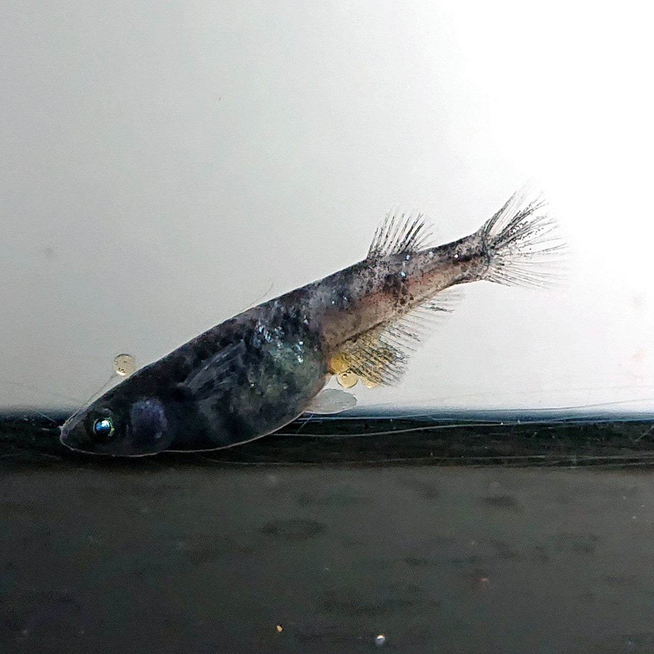 【現物】和墨白銀　2ペア　3786