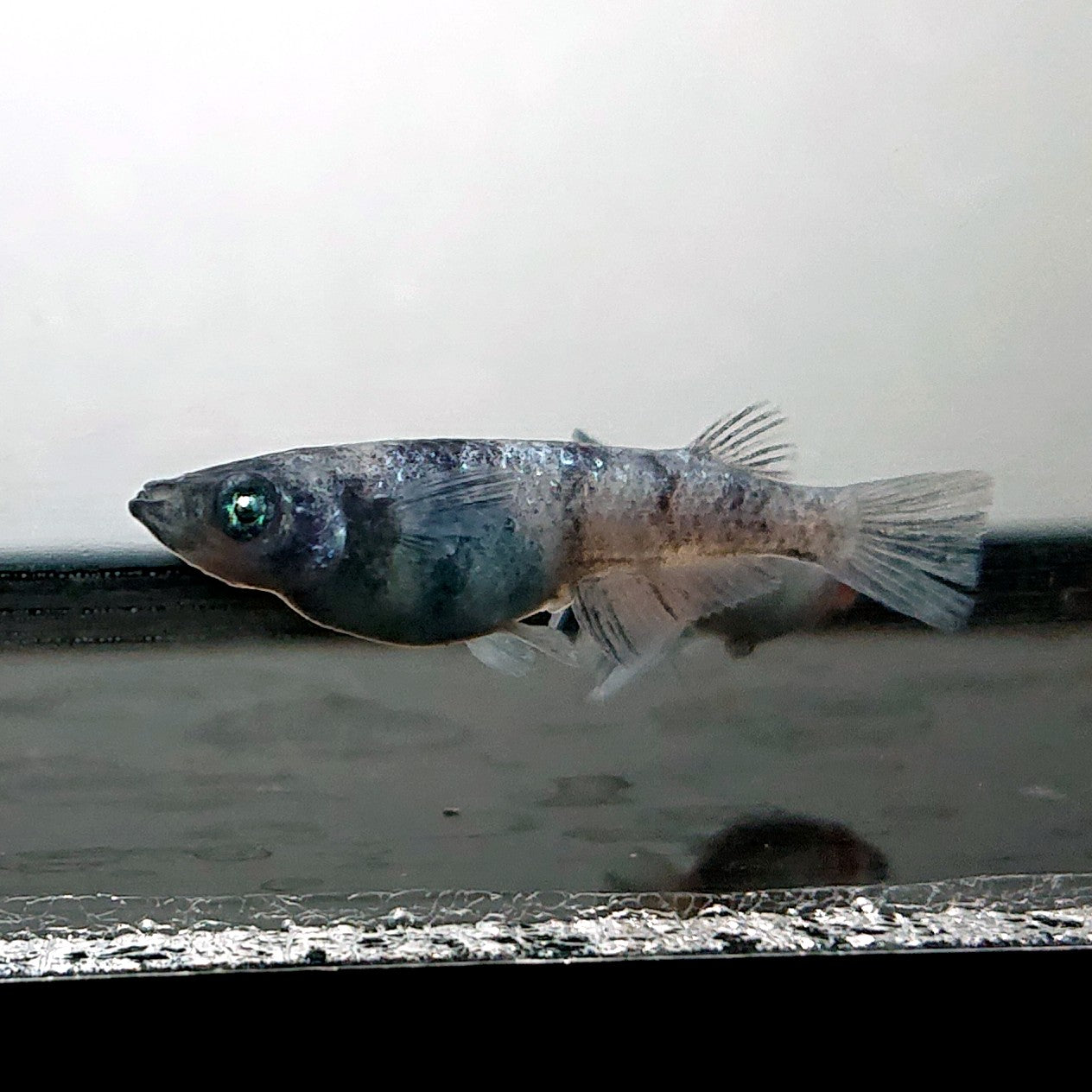 【現物】和墨白銀　2ペア　3786