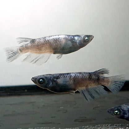 【現物】和墨白銀　2ペア　3786