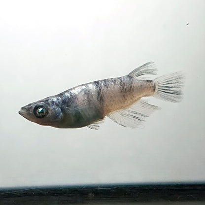 【現物】和墨白銀　2ペア　3786