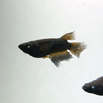 【現物】【上物】北辻GODアースアイ松井ヒレ長　3匹　オス2メス1　3788