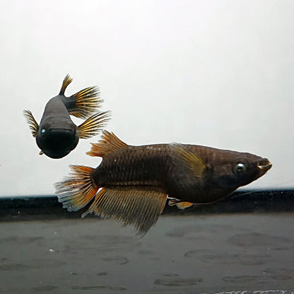 【現物】【上物】北辻GODアースアイ松井ヒレ長　3匹　オス2メス1　3788