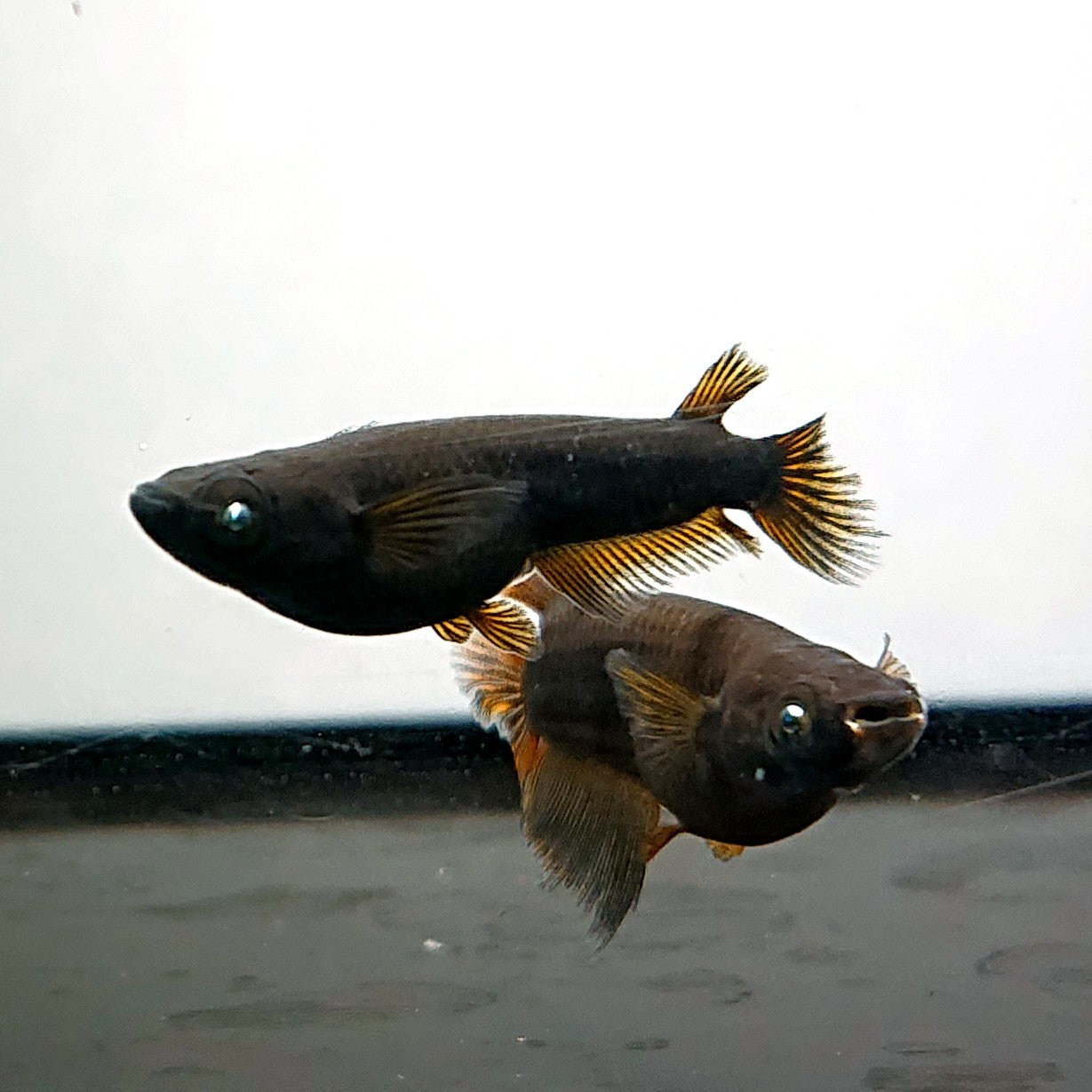 【現物】【上物】北辻GODアースアイ松井ヒレ長　3匹　オス2メス1　3788