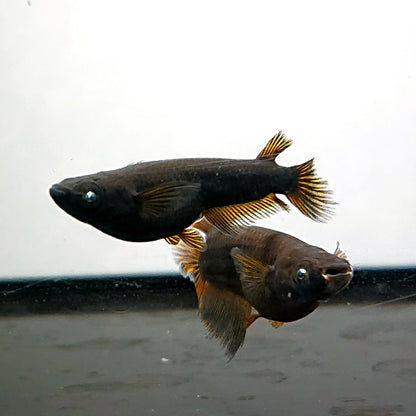 【現物】【上物】北辻GODアースアイ松井ヒレ長　3匹　オス2メス1　3788