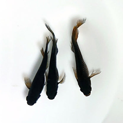 【現物】【上物】北辻GODアースアイ松井ヒレ長　3匹　オス2メス1　3788