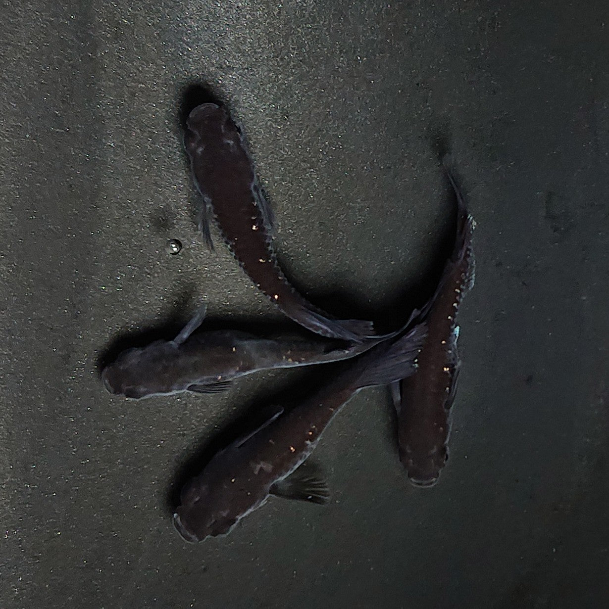 【現物】ウロボロス漆黒　2ペア　3790