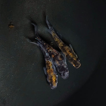 【現物】【上物】和墨白銀三色 両眼アースアイ　3匹　オス2メス1　3785