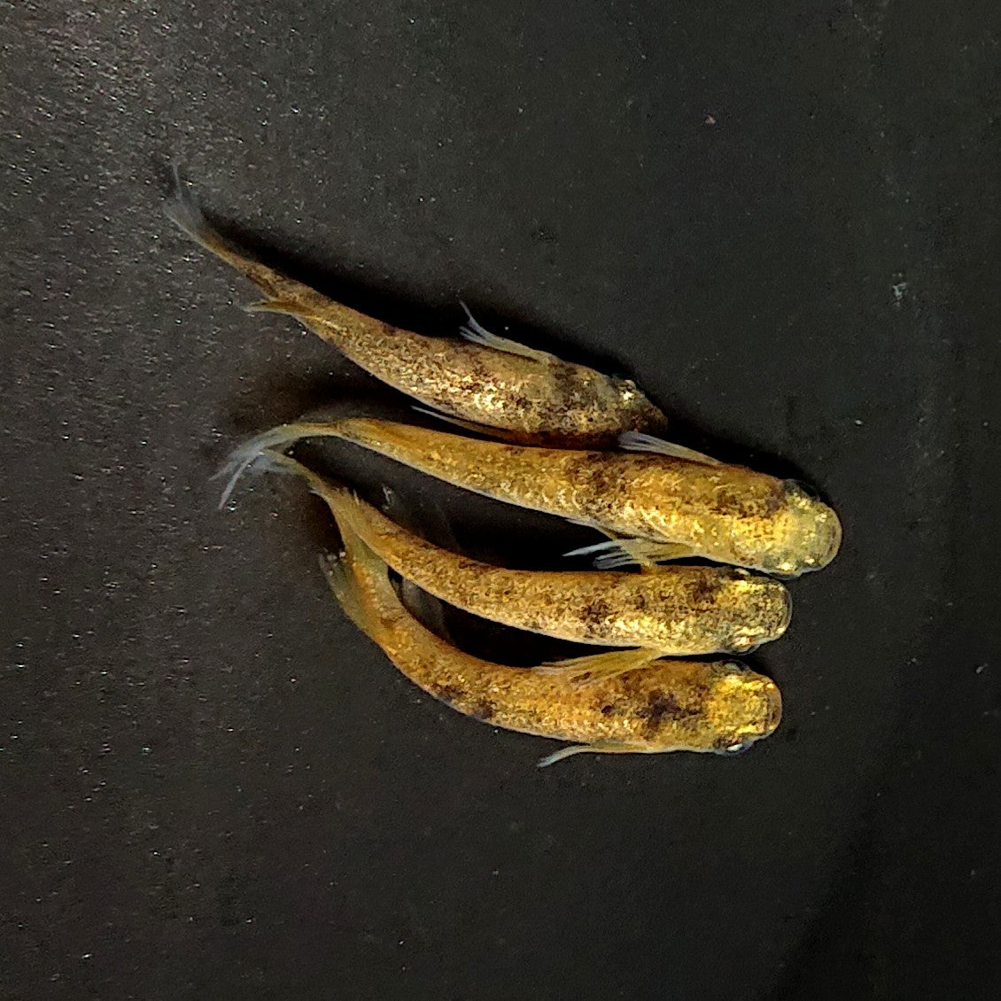 【現物】金閣　2ペア　メス個体スワロー発現　3787