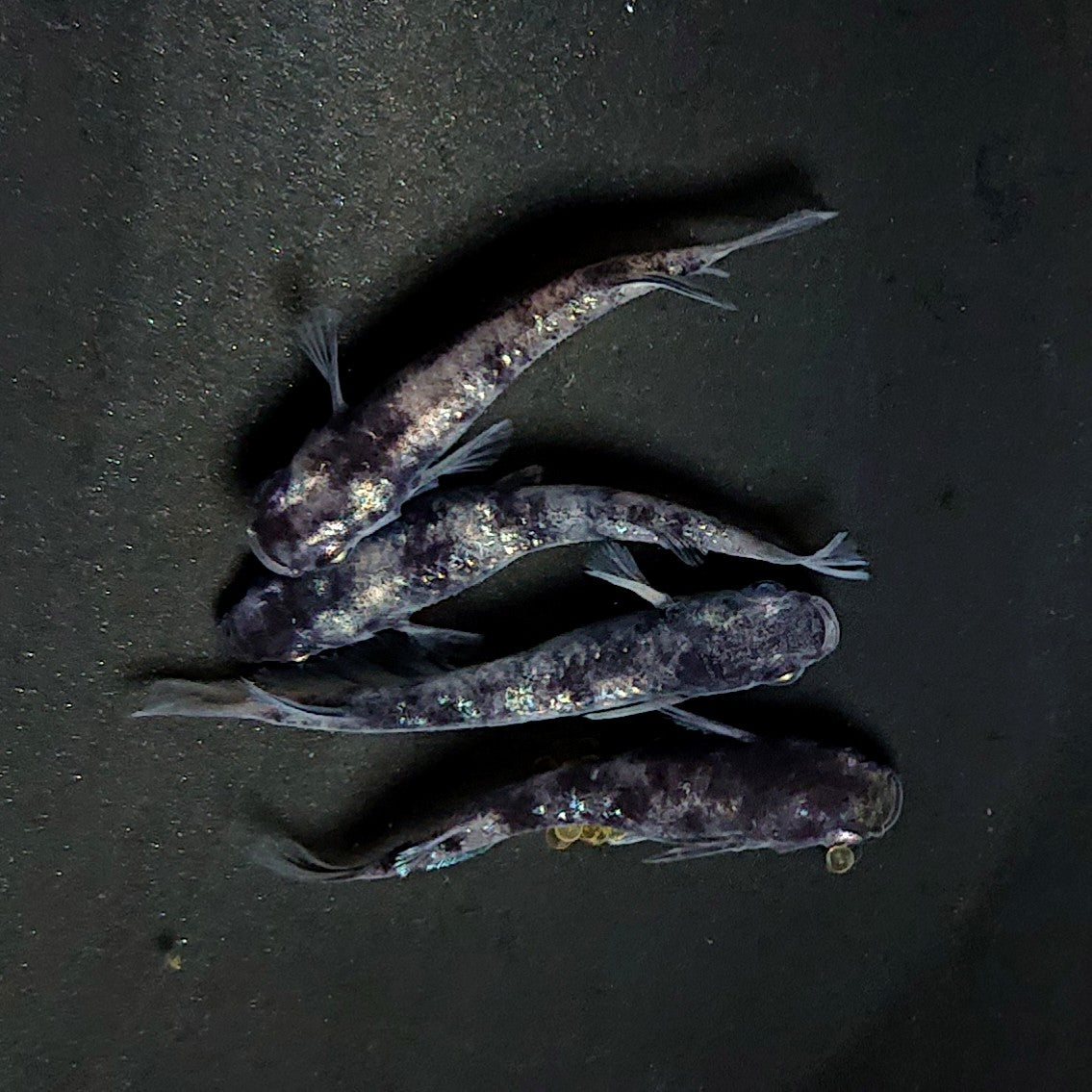 【現物】和墨白銀　2ペア　3786