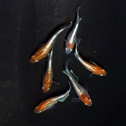 【現物】菊銀紅玉　3ペア　3793