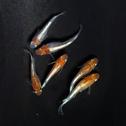 【現物】菊銀紅玉　3ペア　3793