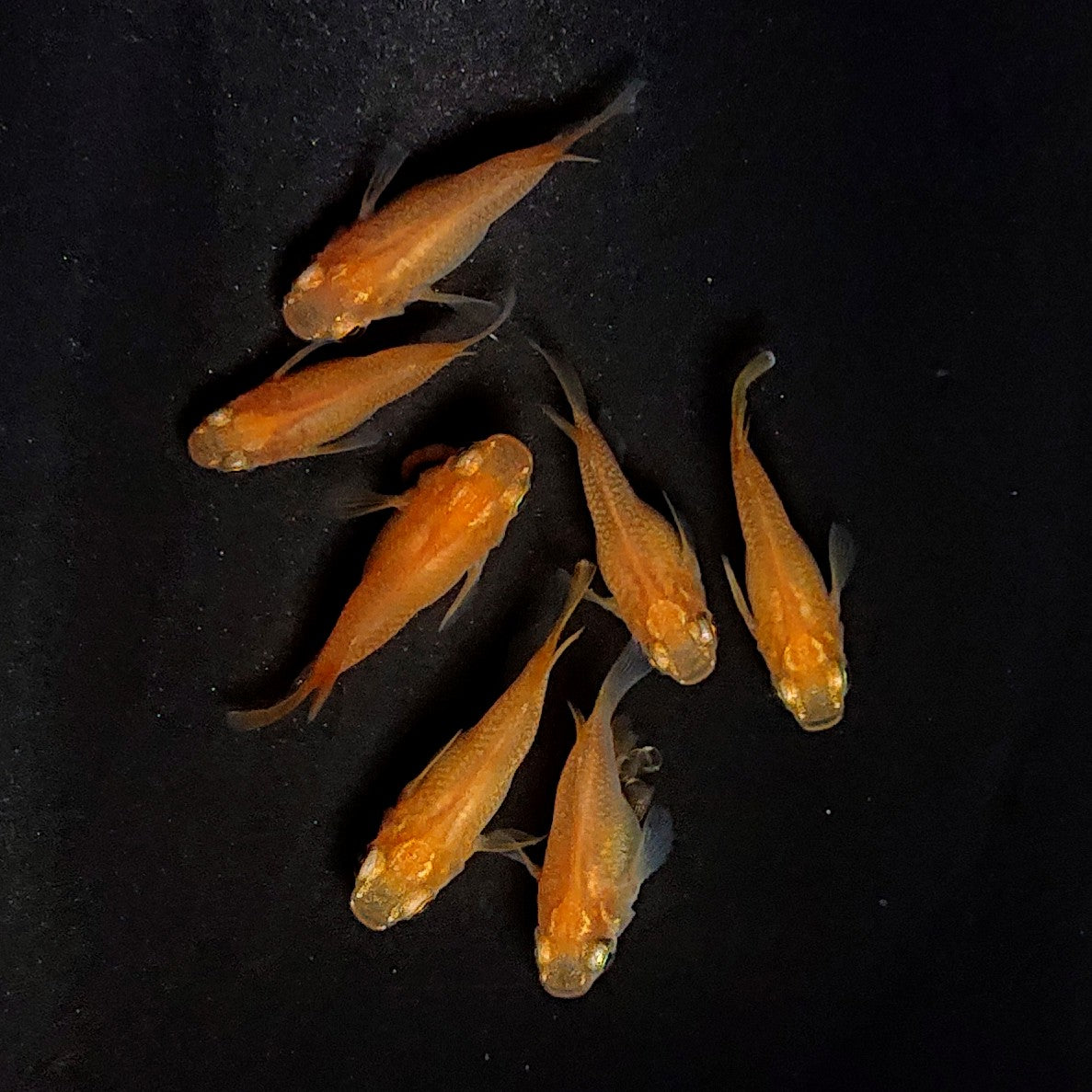 【現物】紅帝だるま　7匹　オス3メス4　3797