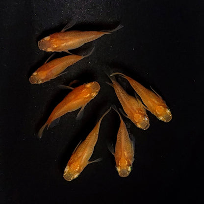 【現物】紅帝だるま　7匹　オス3メス4　3797